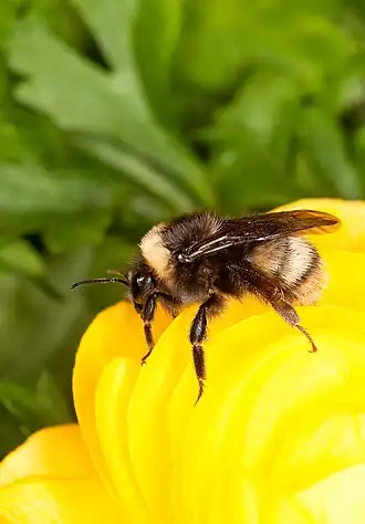 Bombus occidentalis