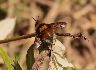 Bombus robustus
