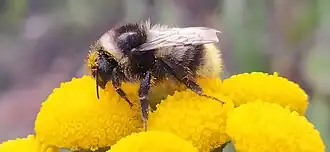 Bombus sichelii
