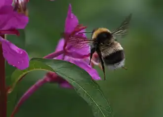 Bombus sporadicus