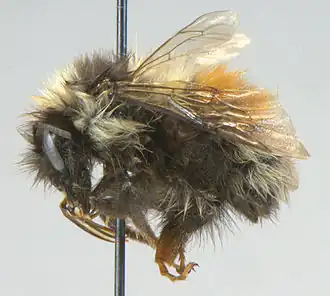 Bombus sylvicola