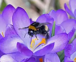 Koningin van de gewone aardhommel op krokus