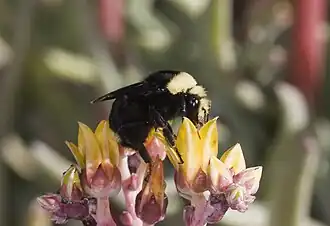 Bombus vosnesenskii