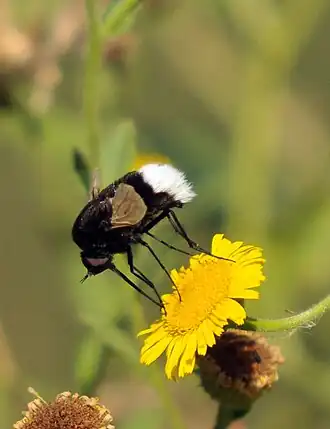 Bombylius varius