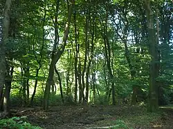 "Boombos" met "dansende" beuken