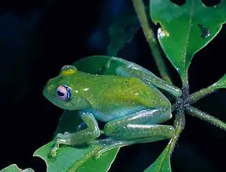 Boophis andreonei