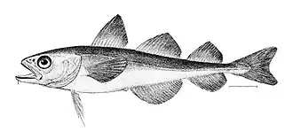 Boreogadus