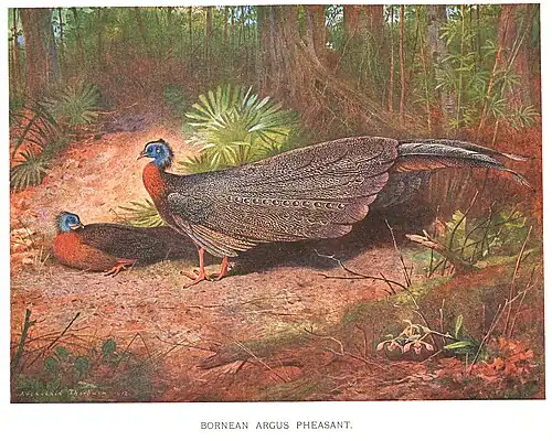 Argusianus argus grayi(1918), Archibald Thorburn