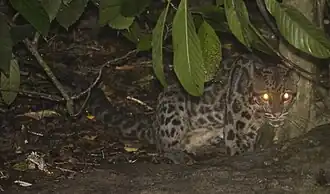 Borneose nevelpanter