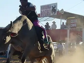 rodeo in Borroloola
