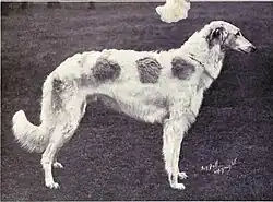 Barzoi, 1915.