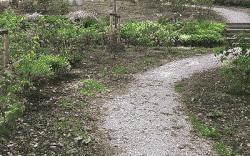 Overzicht Bos Rijkee, Cortgene.