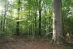 Bosreservaat Akrenbos