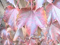 Oosterse wingerd in de herfst
