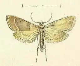 Bostra obsoletalis