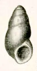 Botelloides chrysalidus