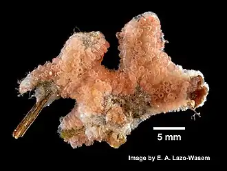 Botrylloides diegensis