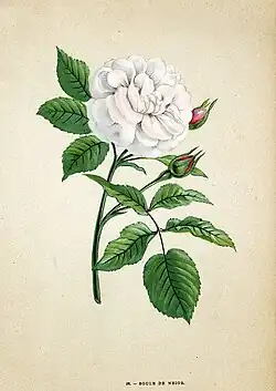 'Boule de Neige' (Lacharme, 1867)