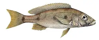 Boulengerochromis