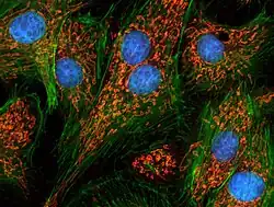 Epitheelcellen van longarteriën. Kernen zijn blauw, mitochondriën oranje.