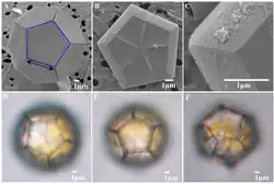 SEM foto van een cel van B. bigelowii