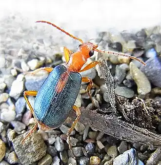 Brachinus sclopeta