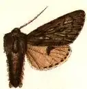 Brachionycha borealis