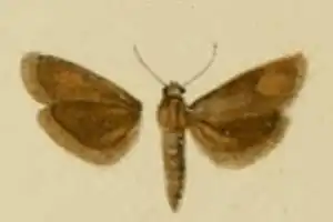 Brachodes nanetta