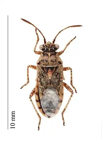 Zwartgespikkelde glasvleugelwants