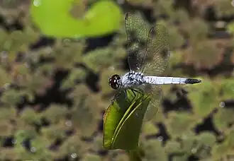 Brachydiplax denticauda