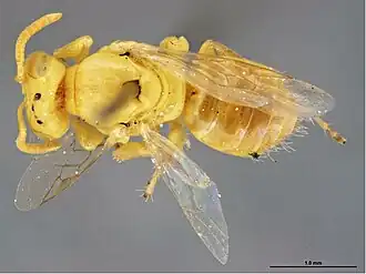 Brachyhesma angularis