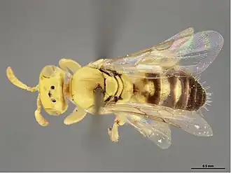 Brachyhesma josephinae