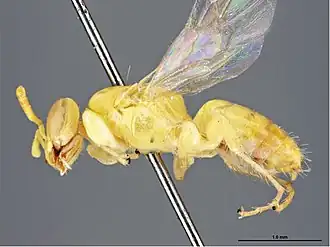 Brachyhesma macdonaldensis