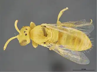 Brachyhesma triangularis