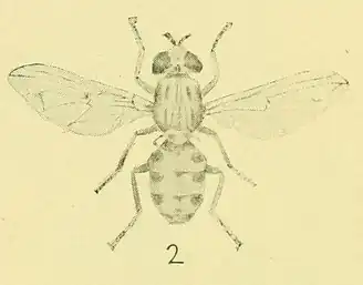 Brachyopa cynops