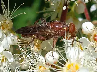 Roodbruine sapzweefvlieg