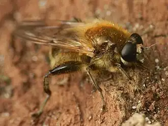 Grootsprietmolmzweefvlieg