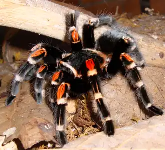 Brachypelma auratum