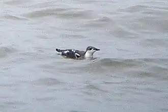 Aziatische marmeralk