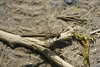 Brachythemis lacustris