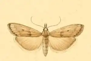 Bradyrrhoa trapezella