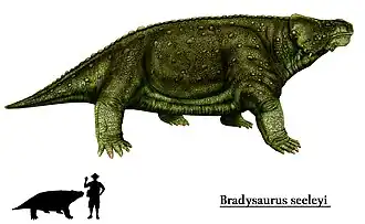 Bradysaurus