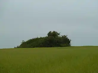 Tombe van Yve in een veld van Vlas