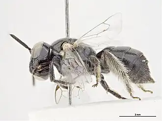 Braunsapis verticalis