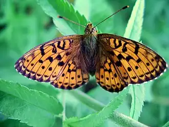 Brenthis inoPurperstreepparelmoervlinder