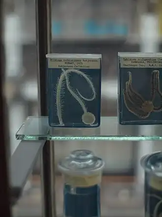 Brisinga endecacnemos