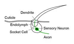 Borstelhaar sensillum