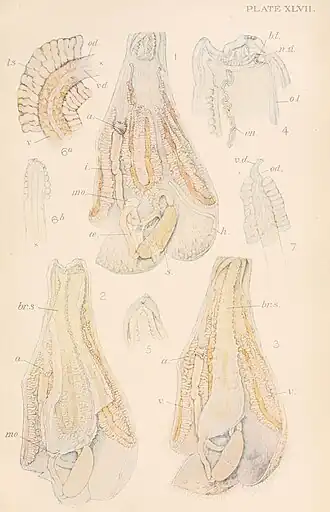Pelonaia corrugata