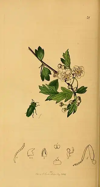 Blinkende prachtkever