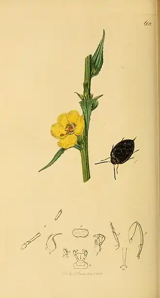 Hydrocyphon deflexicollis